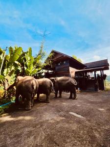 Elephant view terrace chiang mai บ้านระเบียงชมช้าง