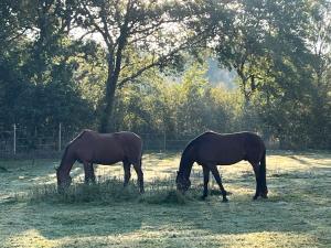 Hästgård Ekbacken Söderåsen