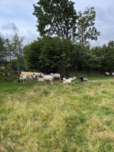 Hästgård Ekbacken Söderåsen