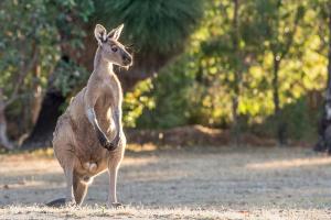 Acorn Delight - Tranquil Retreat by the Golf Course