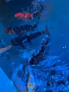 Two Bedroom Villa Tangalle