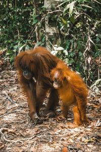 Sama Sama Homestay & Trekking Only Stay Here Book Trekking and Transport With Us