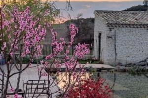 Le colibri du Luberon