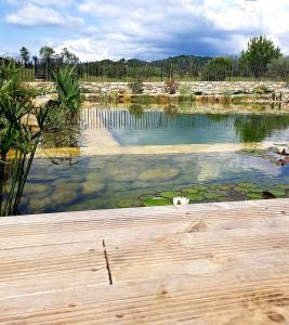 Le colibri du Luberon