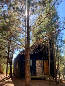 Tiny Houses del bosque