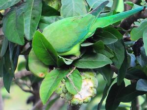 Sihilro Regency Hotel