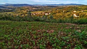 Farm stay Domačija Butul 