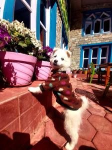 Green Village guest house & hotel