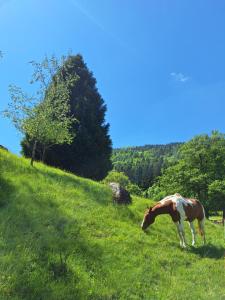 Country Life Chalet