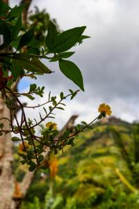 House Of Flowers