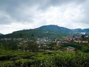 Queens Gregory - Nuwara Eliya