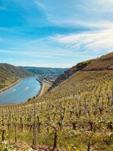 Winelicious - Arrive & Enjoy