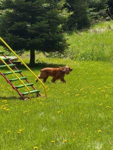 Pamporovo Duplex Apartment Fireplace 2 Bathrooms Shuttle