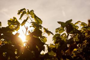 Apartments Vineyard19