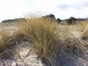 Beach Dune 19 on the beach