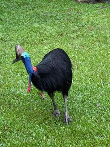 Lux rainforest lodge - 2 King bedrooms