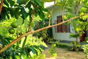 Villa Natures Bounty
