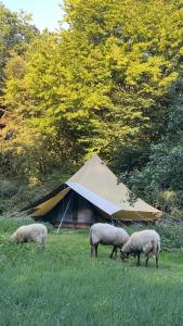 SENSI - glampingtenten midden in de bossen