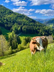 Stellplatz mit Aussicht auf Bergbauernhof