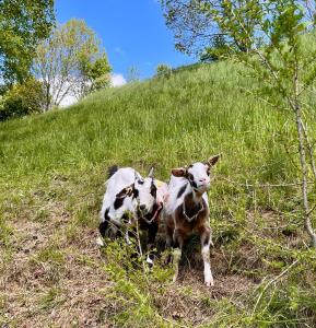 Stellplatz mit Aussicht auf Bergbauernhof