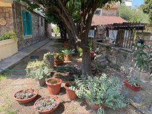 Peculiar Garden Apartment
