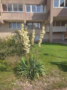 Apartamentai Šilingės