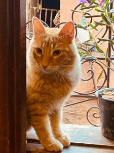 Riad privé Sadaka Bassin Rooftop