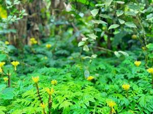 Beautiful Family Farm in Pacoche