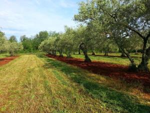 Spacious Holiday Home in Verteneglio