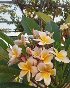 Olive Apartment Crete
