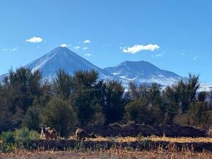Cabañas Voyage Atacama