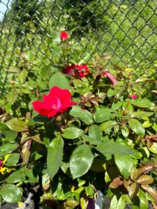 Secret Garden