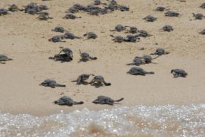 Nunukan Island Resort