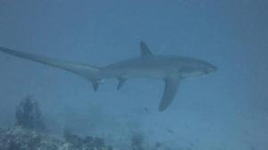 Nunukan Island Resort