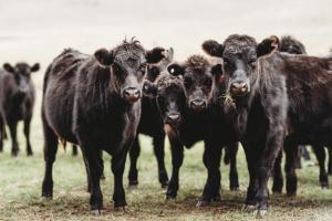 Tussock Lodge Snowy Mountains