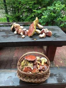 Ośrodek Wypoczynkowy Sosenka