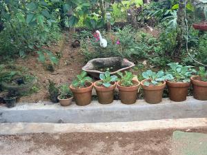 Periyar Cottage