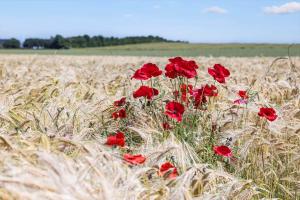 8562-Grenaa-Strandsletten-9