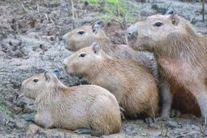 Tambopata Edosikiana Ecolodge