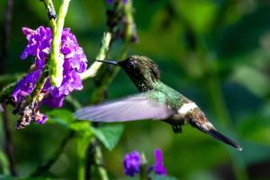Tambopata Edosikiana Ecolodge