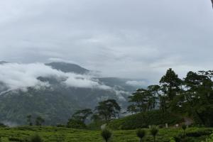 Pailang A Darjeeling Tea Garden Cottage Homestay