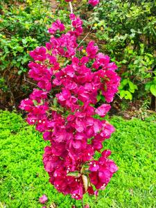 Cabaña la Cattleya de Villa de Leyva