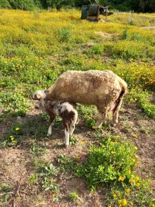 Retiro Alentejano Suite com Entrada Privada