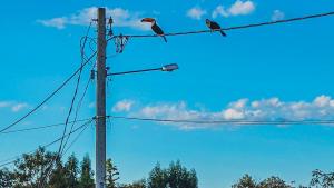 Suítes Raízes Nômades 2