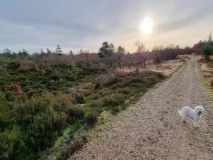 6 person holiday home in Henne-By Traum