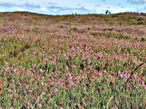 6 person holiday home in Henne-By Traum