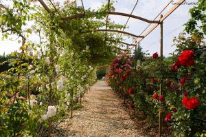 B&B / Chambres d'hotes Mas des Figues #PhilippeArtist #certifiebio #certifiedorganic #potagerbio #huiledolivebio #mediterraneandietbrunch #homemadecooking #biodiversity #roseraie #ecologicalgarden #agritourism #ecotourism #farmstay #guesthouse #saintremydeprovence #Alpilles : photos des chambres