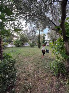 Luxury Villa - Dar Al Shams 01