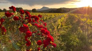 Mas des Touailles Hyères