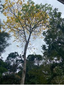 Quinta de Montaña, San Carlos